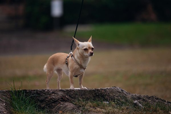 Hamac chat fenêtre : confort suspendu pour félins