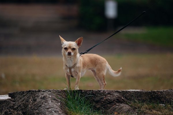 Harnais chien anti-traction : style et confort assurés