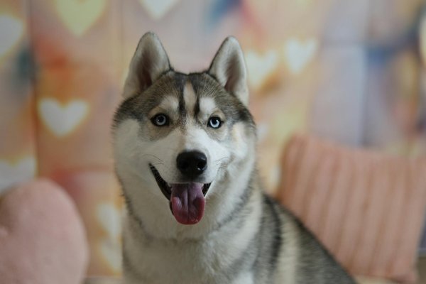 Toilettage des Chihuahuas : importance, outils nécessaires et techniques