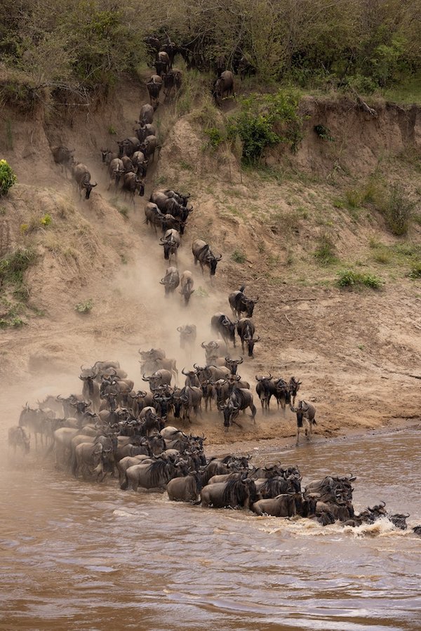 Comment les oiseaux migrateurs s'orientent-ils sur de longues distances ?