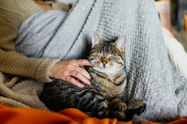 Pourquoi avoir un chat ? bienfaits et conseils pratiques