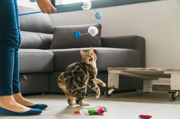 Jouet pour chat : découvrez des promotions amusantes